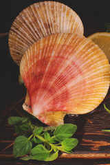 Scallop in the shells lie on the board