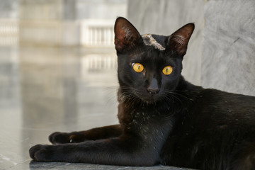 Black Cat sleep on the marble floor.