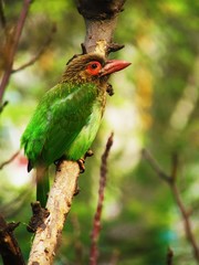 Barbet