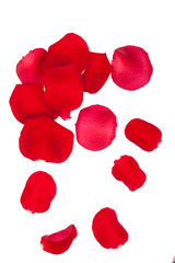 Rote Rosenblätter Freisteller