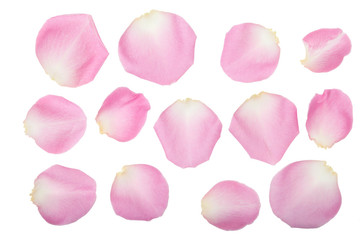 Rosafarbene Rosenblätter