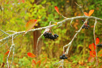 the fruits of black ash on the tree in autumn, Russia