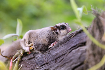 Close up the Eye of Sugar-Glider on the tree.