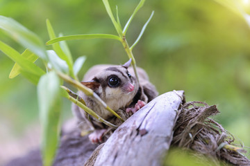 Obraz premium Close up the Eye of Sugar-Glider on the tree.
