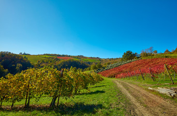 autumn landscape in the countryside of Castelvetro, vineyards of Lambrusco Grasparossa and Pignoletto, Modena, Italy