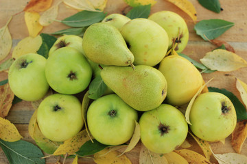 A pile of ripe garden apples and pears in the foliage, a rich harvest of apples and pears.