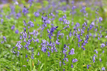 Fototapeta premium Bluebell flowers in close up