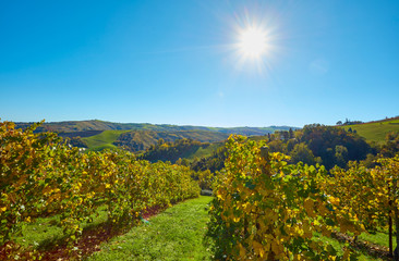 Obraz premium autumn landscape in the countryside of Castelvetro, vineyards of Lambrusco Grasparossa and Pignoletto, Modena, Italy