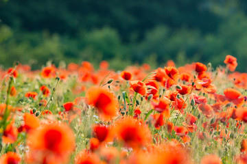 Red poppy flower field netherland