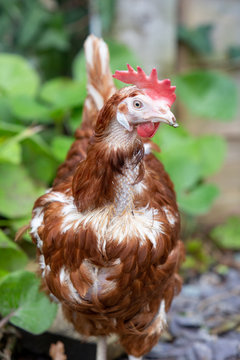 Rescue Hens roam free in their new free range back yard. Lohmann Brown breed