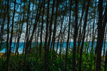 Fototapeta premium Silhouette pines along beach backlit by sun