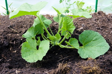 Melon bush in the greenhouse. Agriculture concept, cultivated plants, farmers season
