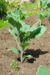 Young cabbage (Brassica oleracea) in the ground in the summer garden. Agriculture concept, cultivated plants, farming season