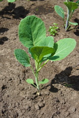 Young cabbage (Brassica oleracea) in the ground in the summer garden. Agriculture concept, cultivated plants, farming season
