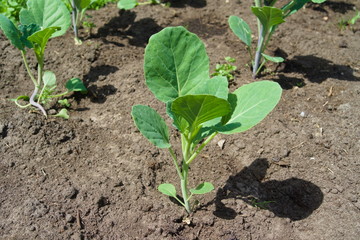 Young cabbage (Brassica oleracea) in the ground in the summer garden. Agriculture concept, cultivated plants, farming season