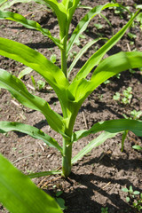 Young corn. Agriculture concept, cultivated plants, farmers season