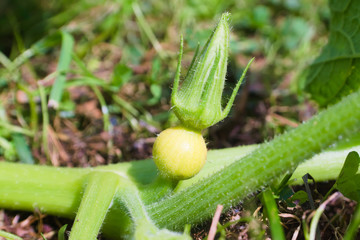 Little ovary on the pumpkin bush in the garden. Agricultural concept, cultivated plants, farming season
