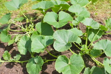 Pumpkin bushes in a sunny summer garden. Agricultural concept, cultivated plants, farming season