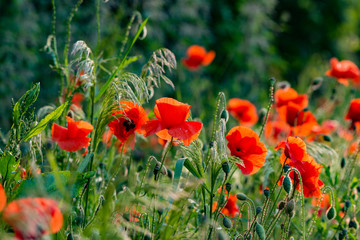 Red poppy flower field netherland