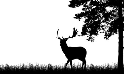 Realistic black illustration of standing deer with antlers, grass and high tree. Isolated on white background, with space for text, vector