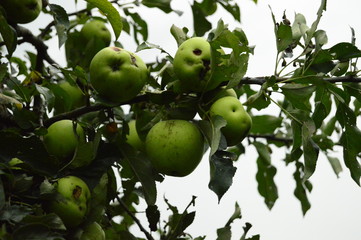 Apple tree
