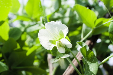 Obraz na płótnie Canvas White flower of the pea (Pisum sativum) in the garden. Agriculture concept, cultivated legumes.