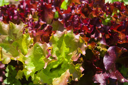 Green And Burgundy Lettuce In The Garden. Agriculture Concept, Cultivated Plants, Farmers Season