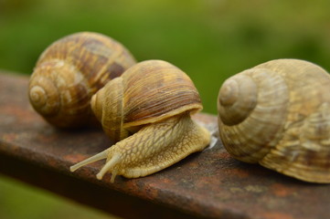 Snails