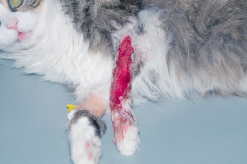 Great wound. Paw a cat after an accident with a car