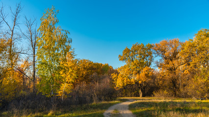 Fototapeta premium Autumn woodland landscape - the trail on the big wood glade and trees with yellow, golden leaves in the background