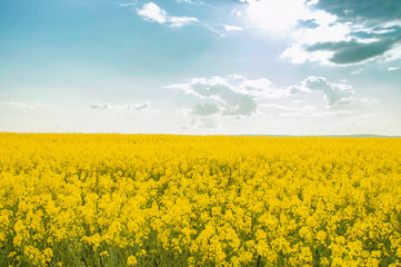 Obraz premium Golden field of flowering rape with beautiful clouds on sky. Plant for green energy and oil industry.