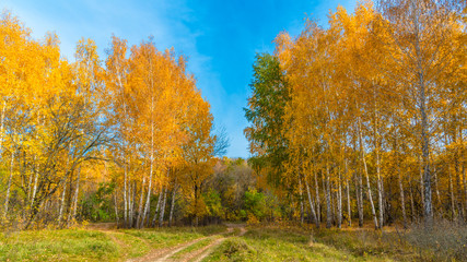Autumn woodland landscape - Path among birches with yellow golden leaves