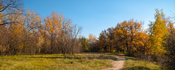 Panoramic autumn woodland landscape - the trail on the big wood glade and trees with yellow, golden leaves in the background