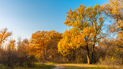 Autumn wooded landscape - Large oak tree by the path in a large forest glade and trees with yellow, golden and orange leaves in the background. Morning in the forest