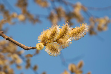 Yellow willow flowers on the branch in warm spring forest