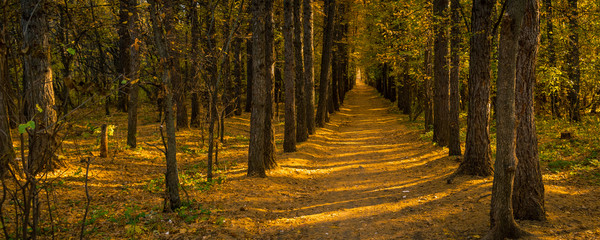 Woodland landscape - a direct path through the trees in the autumn forest. Panoramic autumn background