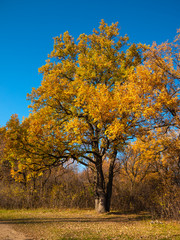 Autumn woodland landscape - Large oak tree with golden leaves at the edge of the woods near the trail