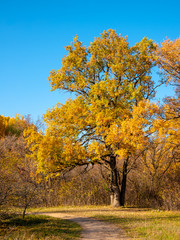 Autumn woodland landscape - Large oak tree with golden leaves at the edge of the woods near the trail