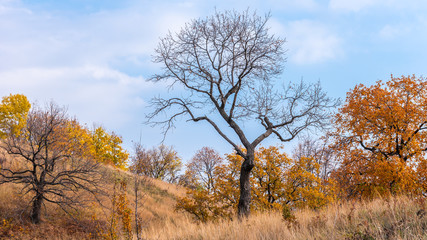 Autumn woodland landscape - a tree with bare branches and an oak grove on the hills in the background