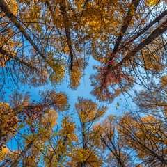 Autumn square background - tall trees with autumn leaves, bottom view