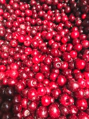 Freshly picked sour acerola cherries 