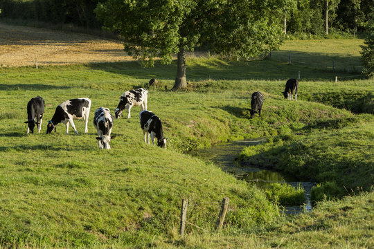 cows in a medow, Normandy, France