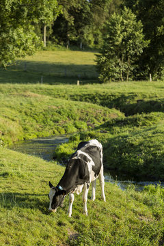 cows in a medow, Normandy, France