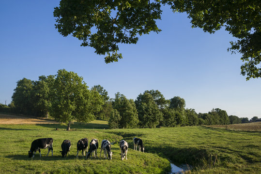 France, Normandy, Orne (61), Pays d'Ouche, herd of heifers in a meadow