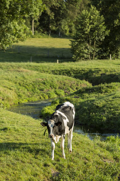 cows in a medow, Normandy, France