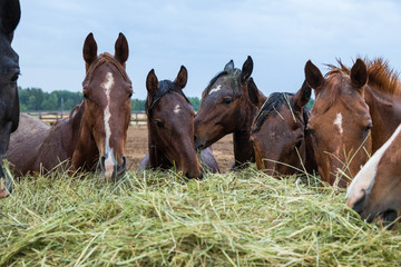The herd of brown horses eats a haystack. Horses stand on the street. It is raining, cloudy...