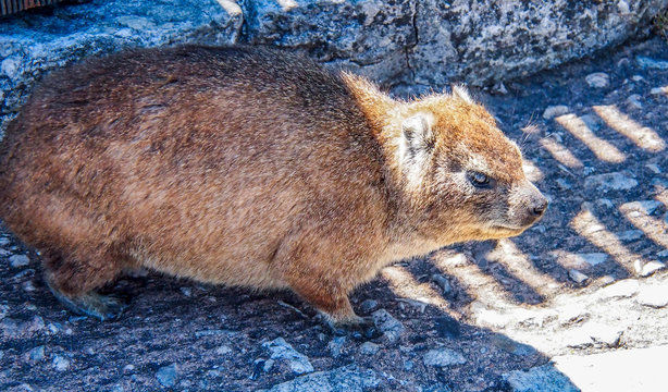 South Africa, Western Cape province, Cape Town, Table Mountain, rock hyrax (Procavia capensis)