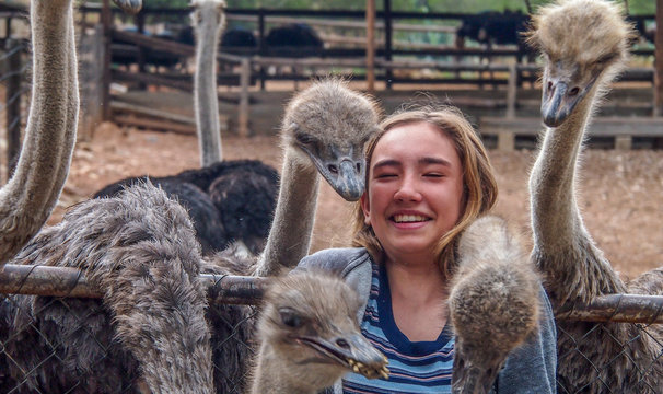 South Africa, Klein Karoo, Cango ostrich farm (MODEL RELEASE)