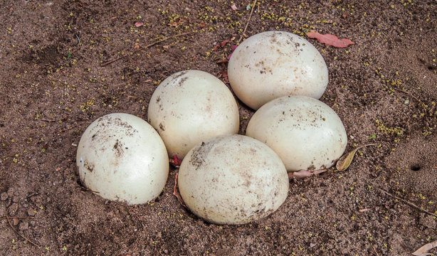 South Africa, Western Cape province, Klein Karoo, Oudtshoorn, ostrich eggs in the Cango farm