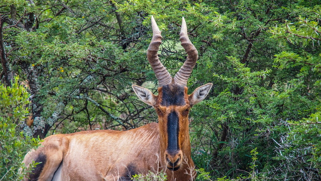 South Africa, Eastern Cape province, Addo Elephant National Park, tsessebe (or topi) (Damaliscus lunatus)